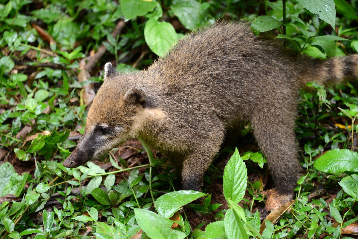 14 Coati Is A Nuisance Snatching Food At Iguazu Falls Argentina